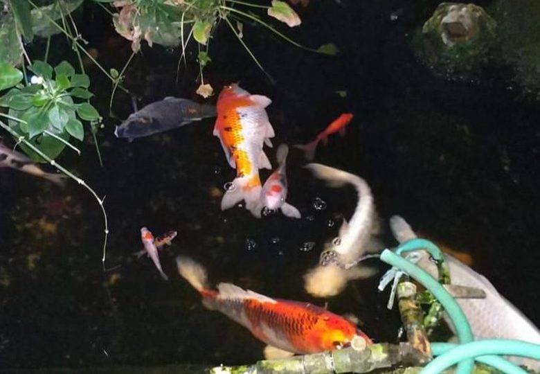 Koi that allegedly died during the widespread power outage in Jakarta on August 4, 2019. Photo: Istimewa via Detik