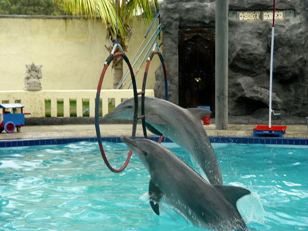 Seen in photo are dolphins in the Melka Hotel in Bali, which described itself as a “Dolphin Hotel.” The dolphins have since been released in October 2019. Photo: Bali Dolphin Therapy