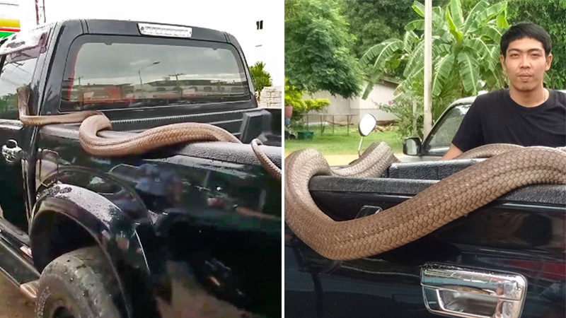  Zhan Zhao, the pet giant cobra casually roaming in the back of its owner truck. Photo: Jantra Nokyoongthong / Facebook