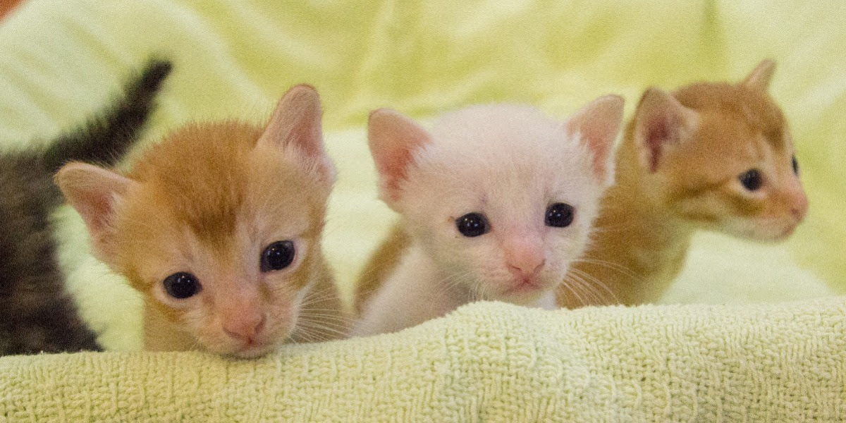 Kittens from Kitten Sanctuary Singapore. (Photo: KiSS)