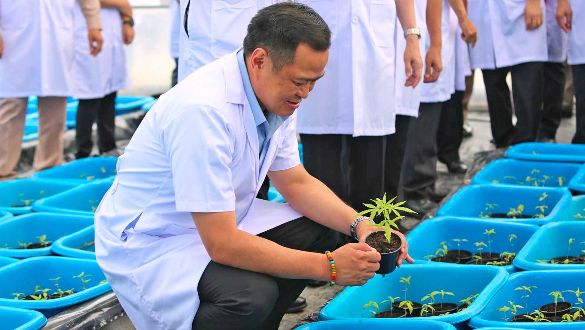 Public Health Minister Anutin Charnwirakul fawns over a pot of pot. Photo: Maejo University