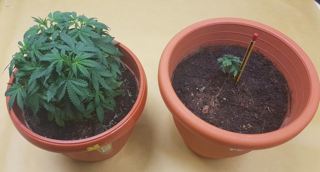 The two pots of cannabis found by CNB in Yishun. Photo: CNB