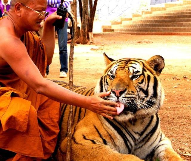 Photo: Tiger Temple Thailand / FB