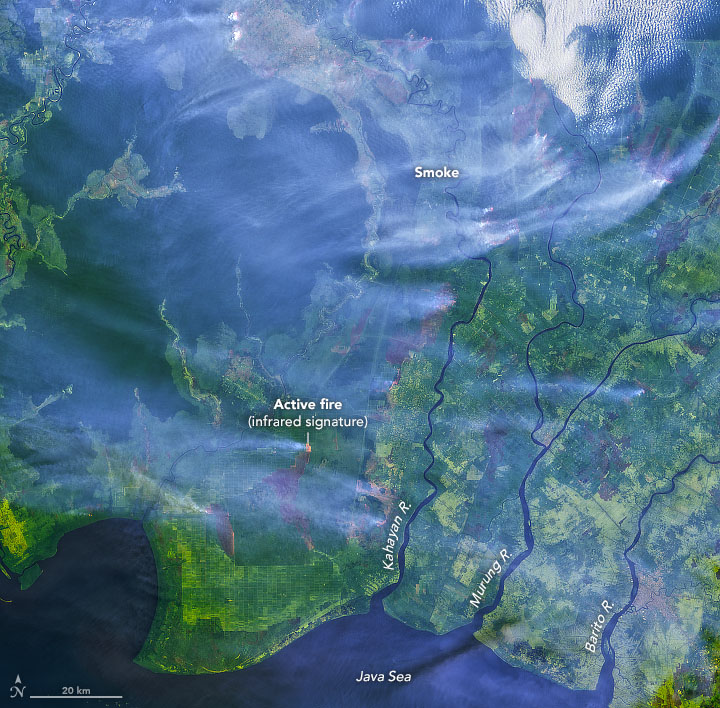 On September 15, the Landsat 8 satellite's Operational Land Imager (OLI) acquired this image showing fires burning in several oil palm areas in southern Borneo. Photo: NASA