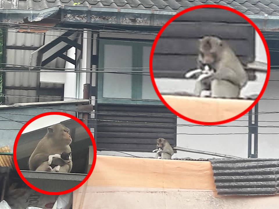 Super naughty monkey is never ever, ever letting go of this kitten (Video) ...