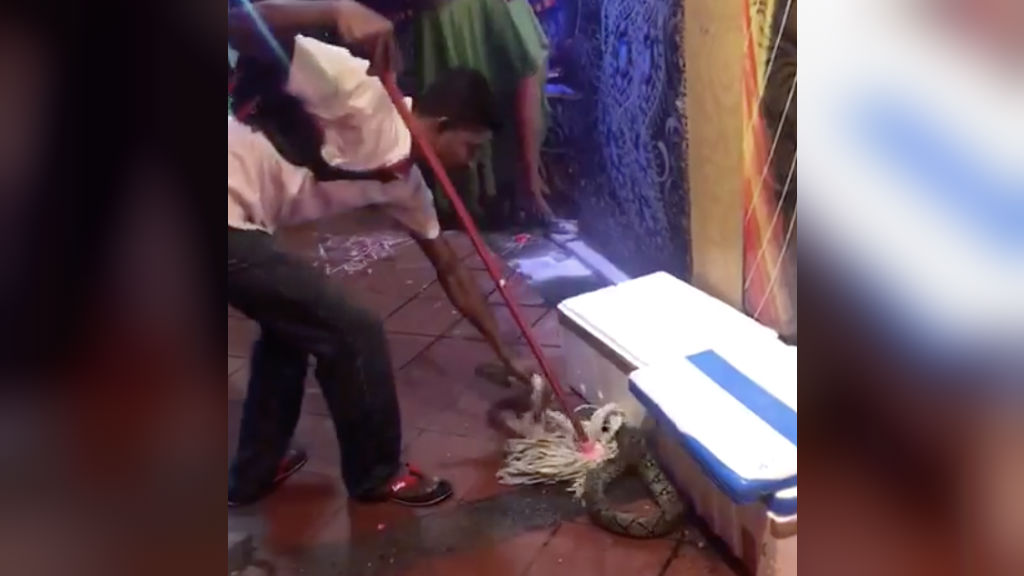 Footage of a man pinning down a snake with a mop circulated on local social media. Screenshot: All Singapore Stuff/FB