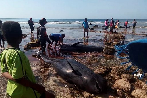 Villagers and maritime officers check on whales stranded on Kolo Udju beach on the coast of Menia Village, East Nusa Tenggara on October 11, 2019. – At least 17 whales were found stranded in IndonesiaÕs southern East Nusa Tenggara province while at seven have died so far. (Photo by Yuven / AFP)