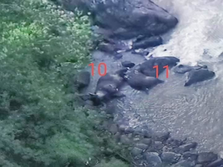 A drone image shows the 10th and 11th elephant bodies discovered in the Khao Yai National Park since Saturday.