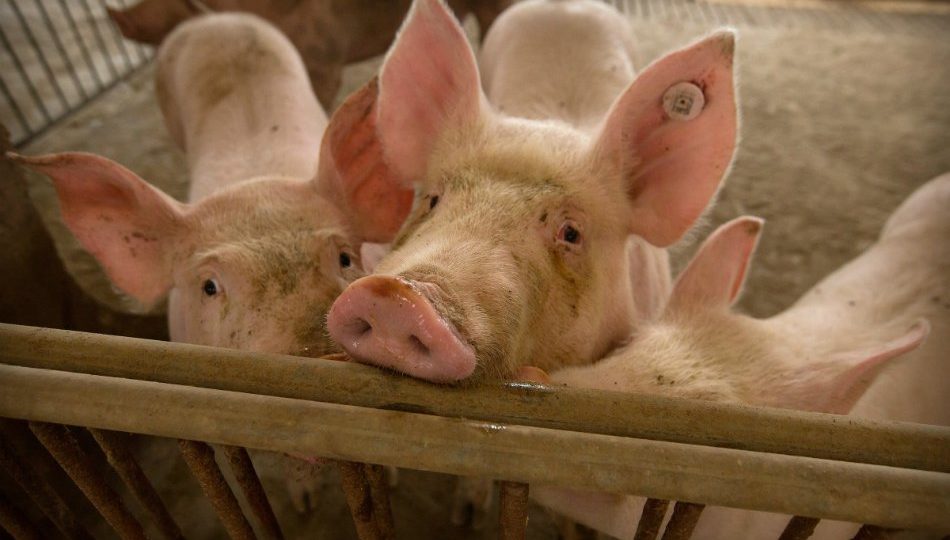 <I></noscript>Pigs testing positive for ASF. Photo: ABS-CBN</I>