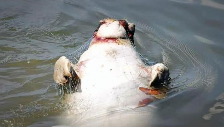 Another dugong has died this year after getting caught in a fish trap. Photo: Thon Thamrongnawasawat / Facebook
