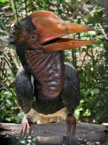 A young, male helmeted hornbill. Photo: Doug Janson / Wikipedia Commons 