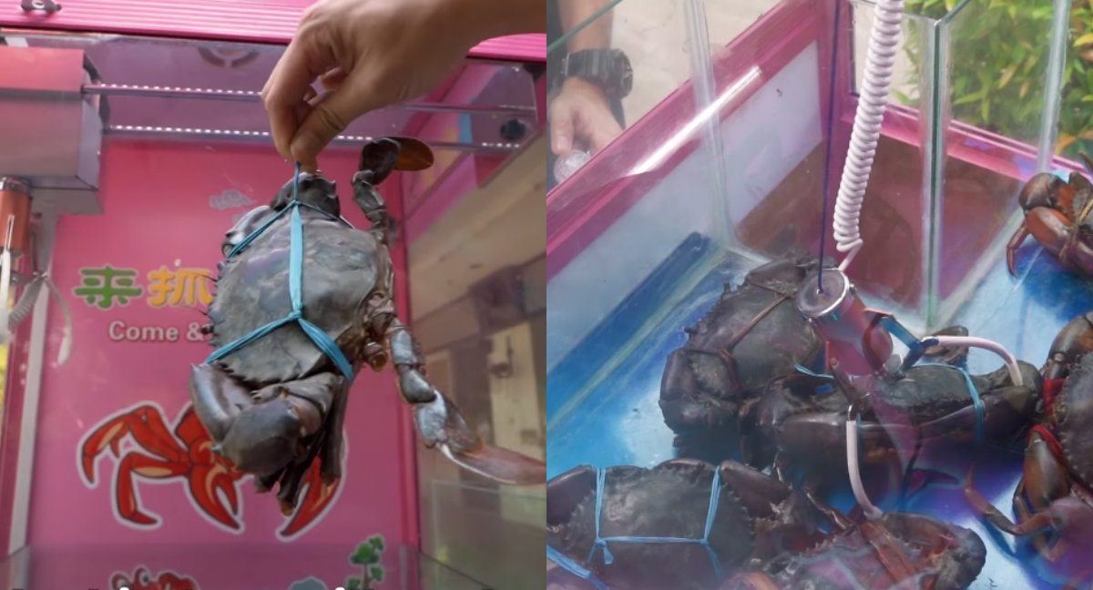 The live crab claw machine in action. Images: SHOUT/Facebook