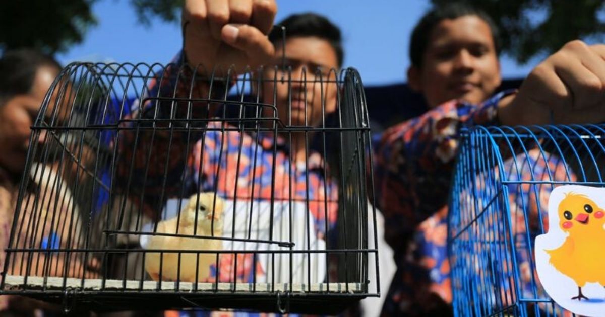Bandung administration kicked off the program to combat children’s mobile phone addiction last week by distributing some 2,000 chicks to 10 elementary and two junior high schools in Gedebage and Cibiru sub-districts. Photo: Humas Pemkot Bandung