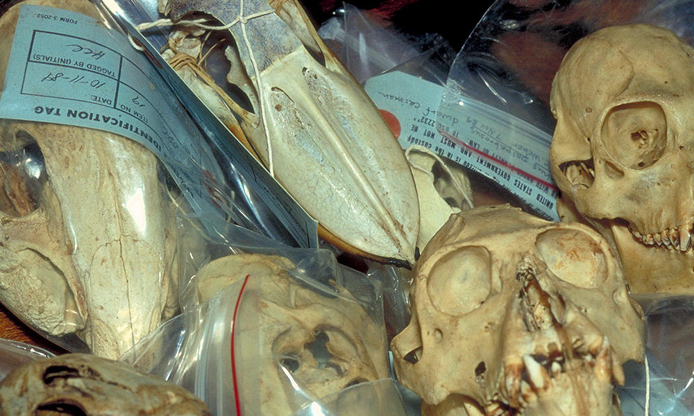File photo of skulls seized at Customs. Photo: Wil Luiijf / World Wildlife Fund (WWF) 