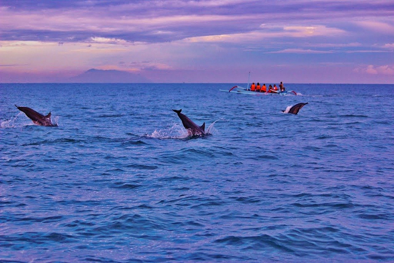 Dolphin watching in northern Bali. Photo: Pixabay