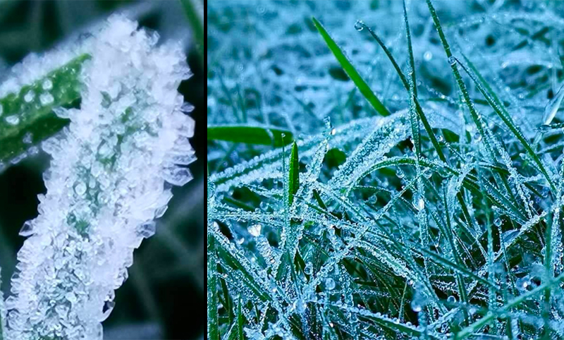 Grass and plants covered with frosted ice tips today up in Doi Inthanon National Park. Photo: Chomthong Chiang Mai / Facebook