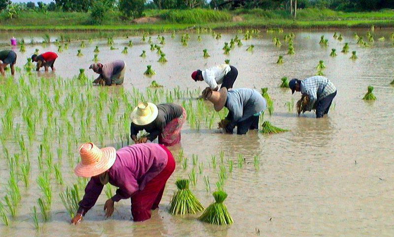 Farmers harvest rice in a file photo. Photo: Torikai / Wikimedia Commons 