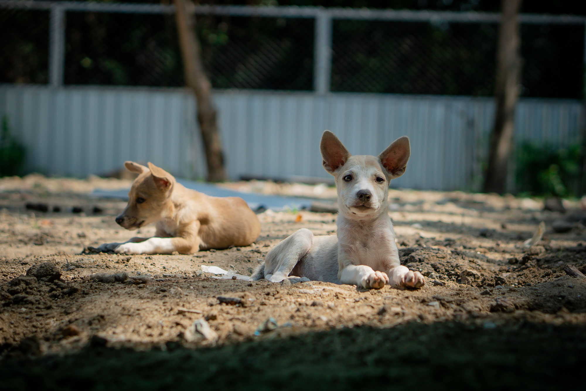 Photo: Soi Dog Foundation / Bangkok is home to an estimated 640,000 free-roaming dogs.