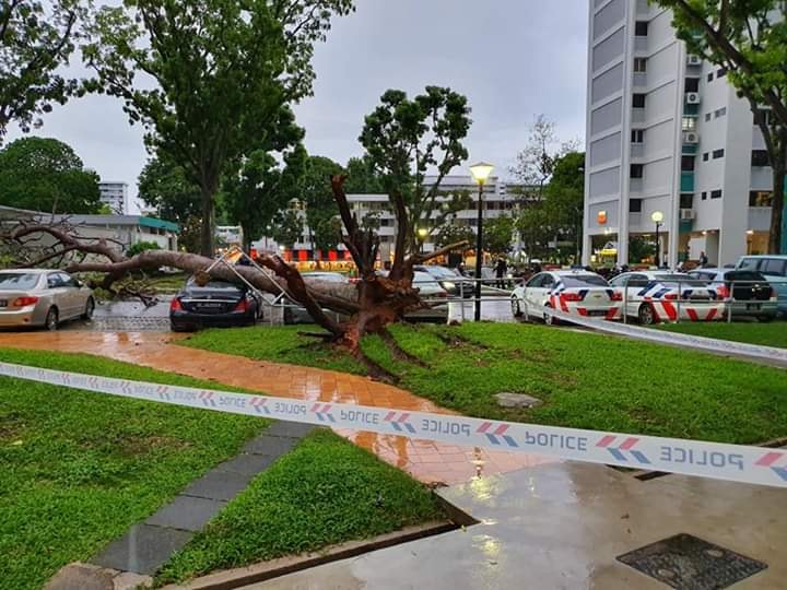 A toppled tree in Bedok North. Photo: Singaporeroadaccidents.com/Facebook