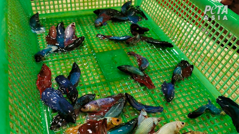 Fish, left out of the water, gasping for air while workers pack them for shipping. Photo: PETA Asia Pacific
