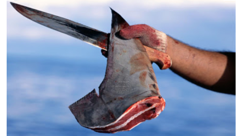 Shark fin, minus shark. Photo: Naka9707 / Wikimedia Commons 