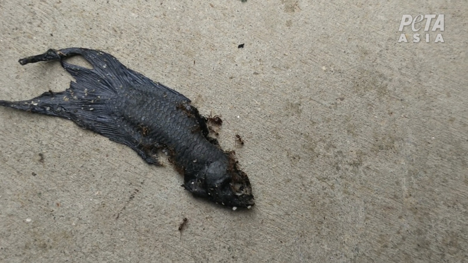 Dead fish found at every location PETA witnesses investigated. Photo: Peta Asia Pacific 