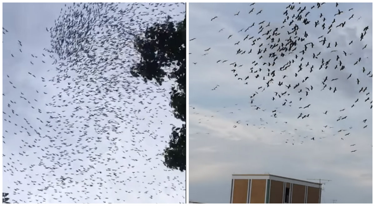 Murmurations over Choa Chu Kang, at right, and an unknown housing estate, at left. Photos: Vincent Chew, Jia Hwee Lim/Facebook. 