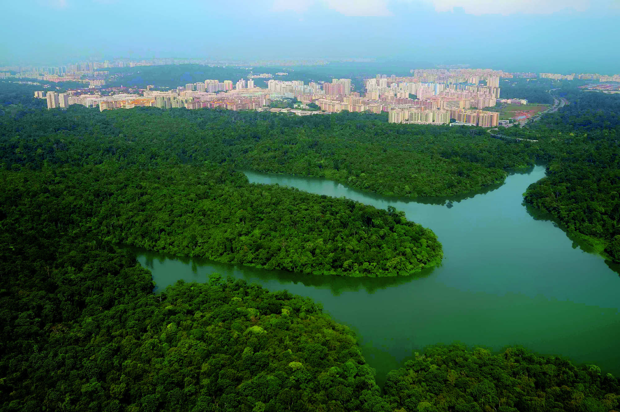 Singapore’s Central Catchment Nature Reserve. Photo: NParks