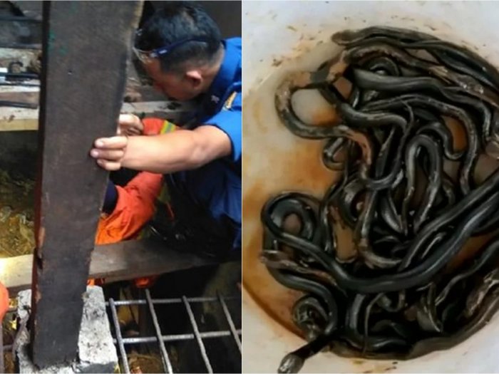 Firefighters catching cobra hatchlings on Dec. 15, 2019. Photo: West Jakarta Fire Department