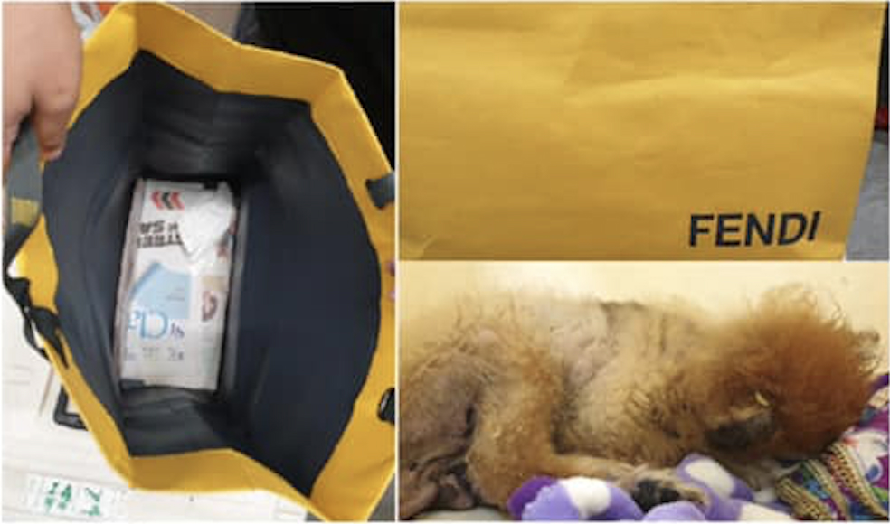 Collage of dog and FENDI paper bag. Photo: SPCA/Facebook