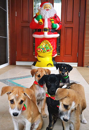 Meet the 'Spice Girls' puppy stars and more just like them Saturday.