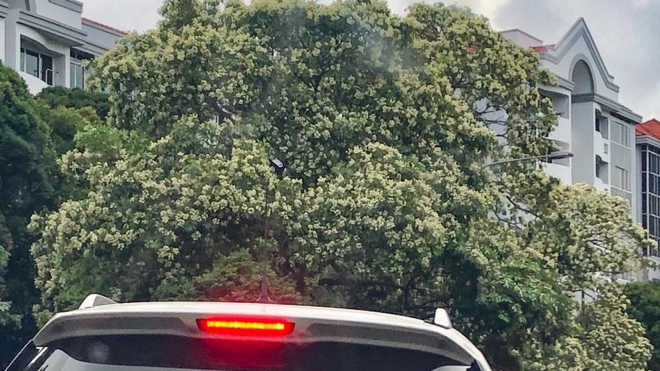 Alstonia scholaris trees bloom along Upper Bukit Timah Road. Photo: Michael Kor via Flora of Malaysia and Singapore/Facebook