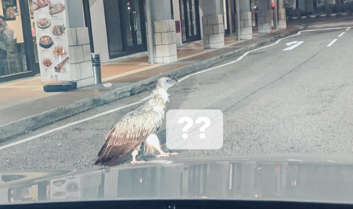 Why did the vulture cross the road? In case you really wanted to know, Wednesday night was the chance to find out from this lost Himalayan vulture near Maxwell Road. Photo: Kirari Labo/Facebook