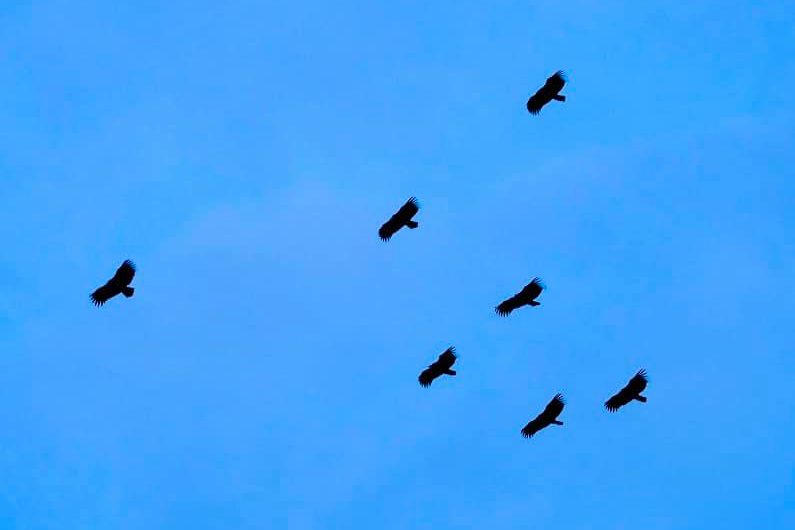 A flock of vultures over Pinnacle@Duxton. Photo: Gerald Tew Chong Hwee/Facebook