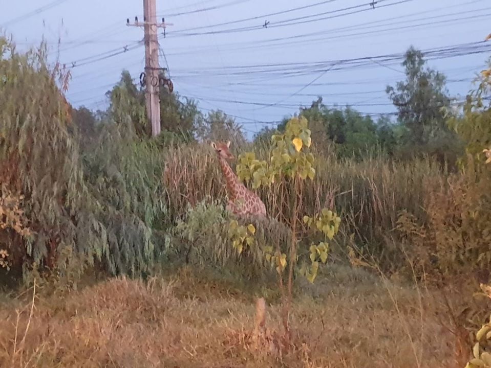  The smaller giraffe was spotted and caught Tuesday night. Photo: Volunteers Firefighters in Eastern Region / Facebook