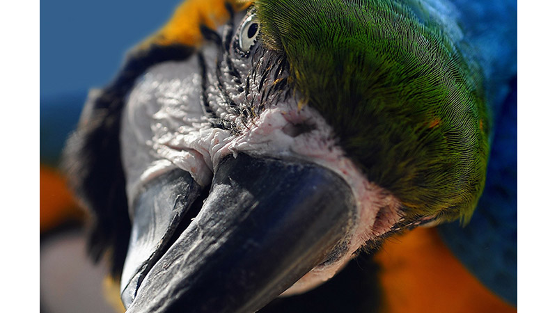 File parrot art. Photo: Ralf Kunze