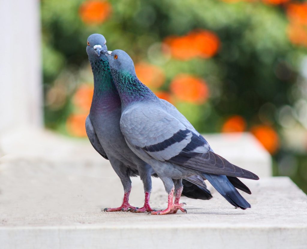 Do not even think about giving a leftover sandwich to that pigeon. Unless the S0 (US0) fine is worth it for one happy bird. Photo: Ashithosh U