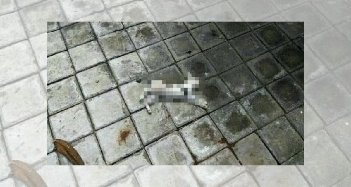 The woman also shared a photo of what appears to be a dead feline in her post. Screengrab: Facebook