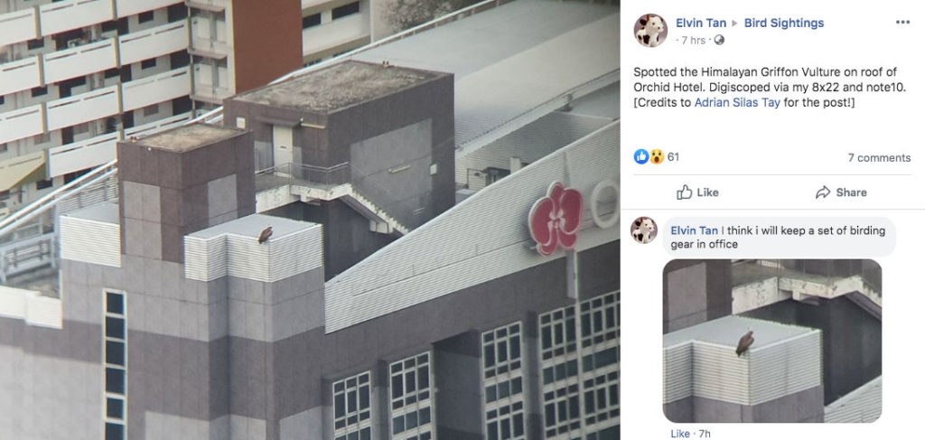 Facebook post of vulture on roof of Orchid Hotel on Jan. 9.