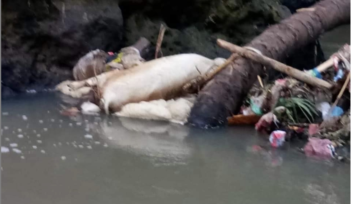 File photo of a dead pig that was irresponsibly thrown into the local river in Tabanan regency. Photo: Info Tabanan / Instagram 