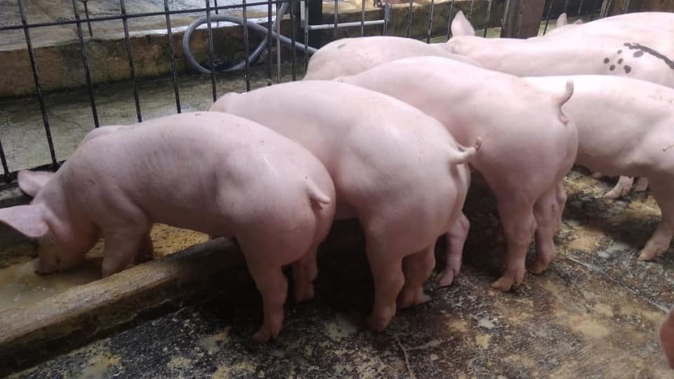 File photo of farm pigs. Photo: Ternak Babi Jogja / Facebook