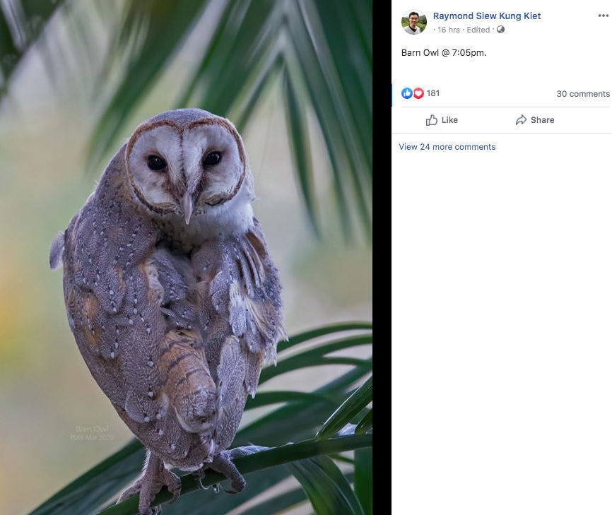 Facebook screenshot of barn owl in Toa Payoh.