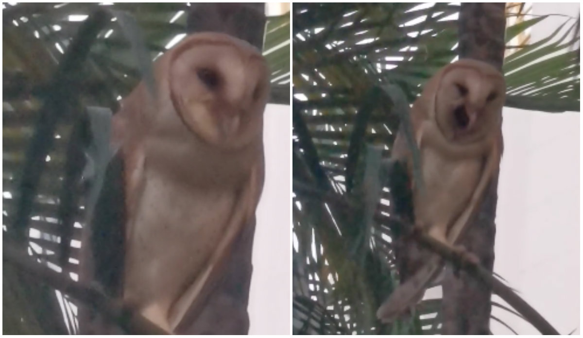 Barn owl spotted in a tree in Toa Payoh on March 15. Image: Adeline Goh/Facebook via Nature Society Singapore