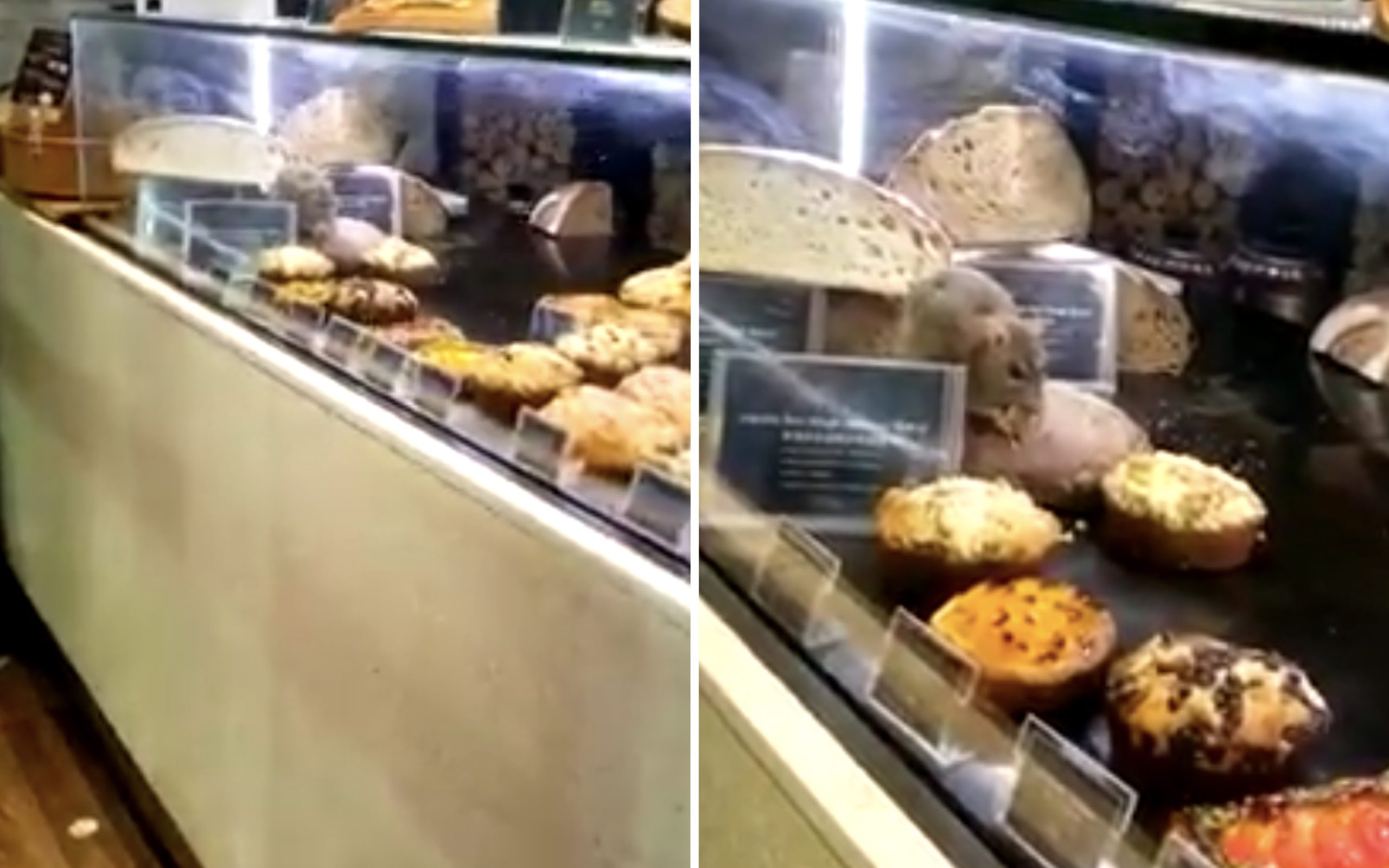 A rodent filmed chowing down on some cakes at a pastry counter of a French bakery chain in Tsim Sha Tsui. Screengrab via Facebook video.
