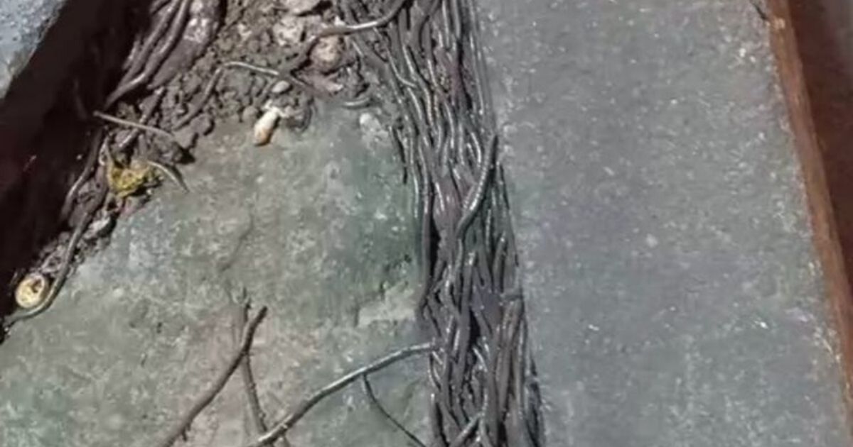 Earthworms crawled out of the soil in hair-raising numbers over the weekend in Sokocangsi village, Klaten regency and around Gede Market in Solo City (pictured), both in Central Java. Photo: Istimewa