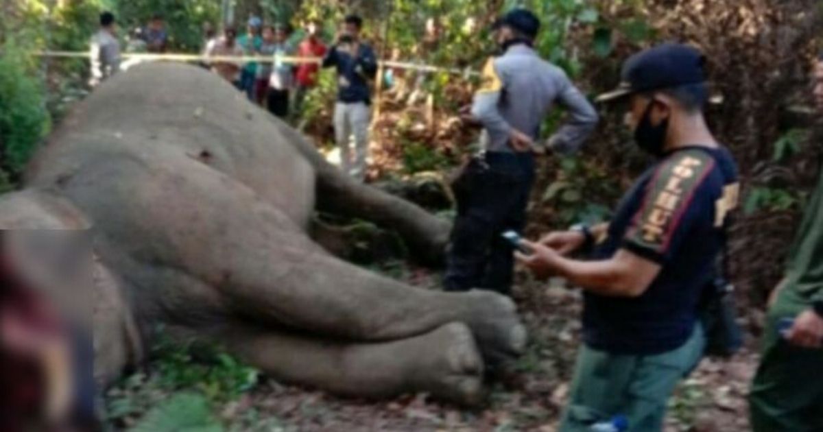 A Sumatran elephant was found with its trunk cut off in Riau province earlier this week, with authorities suspecting that the gigantic mammal was killed for encroaching residential areas. Photo: BKSDA Riau