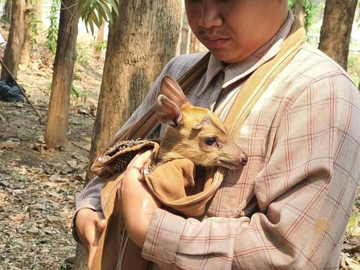 The muntjac cub rescued by park rangers.