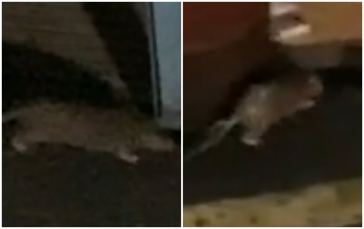 Rats spotted in Tiong Bahru.