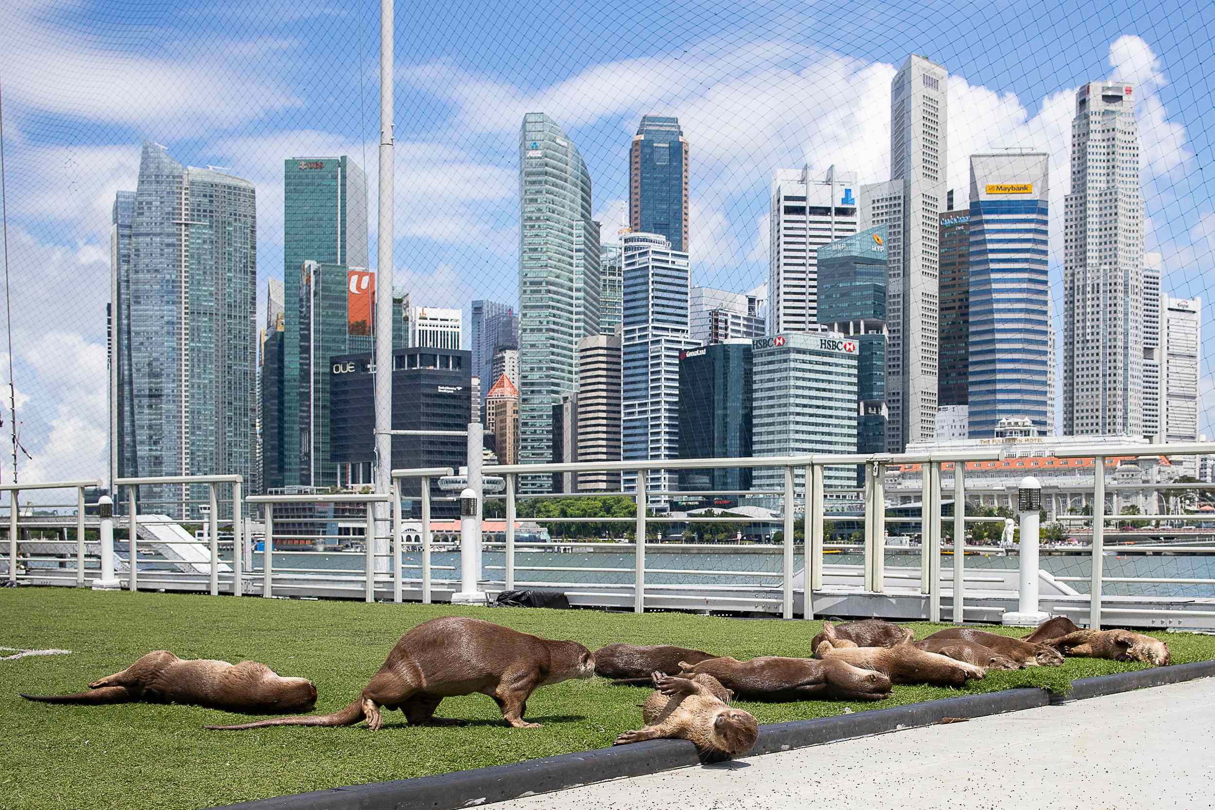 A family of otters basks in the sun at Marina Bay. Photo: Bernard ‘OtterGrapher’ Seah
