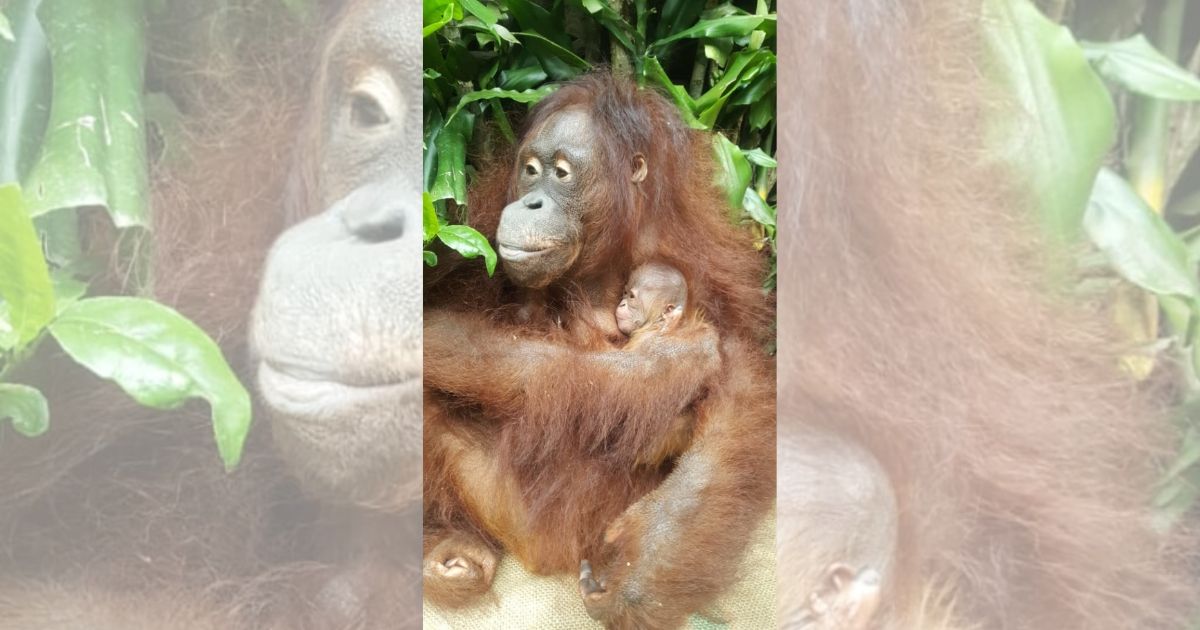 Taman Safari Indonesia in Bogor, West Java has recently welcomed a female baby orangutan named Fitri, who was born on the second day of Eid al-Fitr. Photo: Kementerian LHK